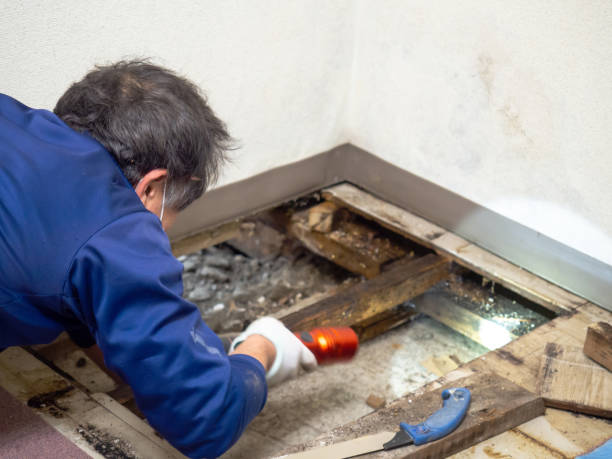 Best Water Damage Restoration  in Cross Roads, TX