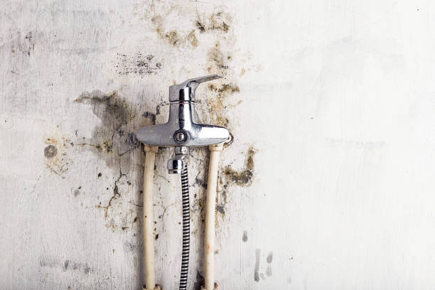 Best Affordable Mold Removal  in Cross Roads, TX