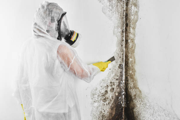 Best Local Mold Removal Service  in Cross Roads, TX