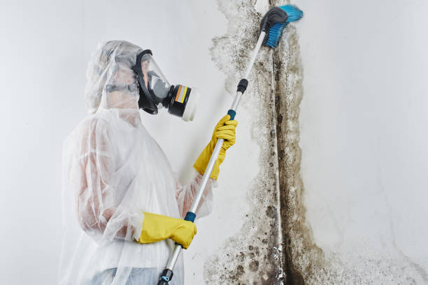 Best Mold Removal Process  in Cross Roads, TX