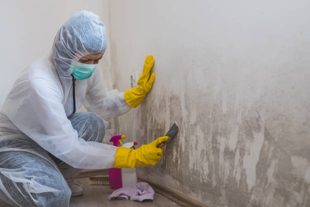 Best Commercial Mold Removal  in Cross Roads, TX