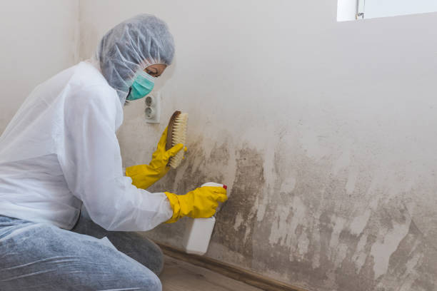 Best Home Mold Removal  in Cross Roads, TX