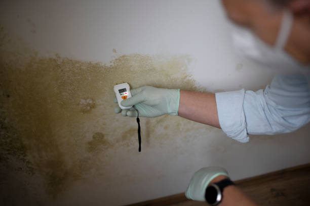 Best Toxic Mold Removal  in Cross Roads, TX
