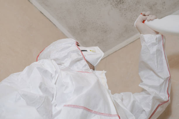 Professional Mold Removal in Cross Roads, TX