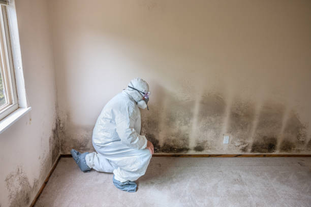 Best Mold Removal and Inspection  in Cross Roads, TX