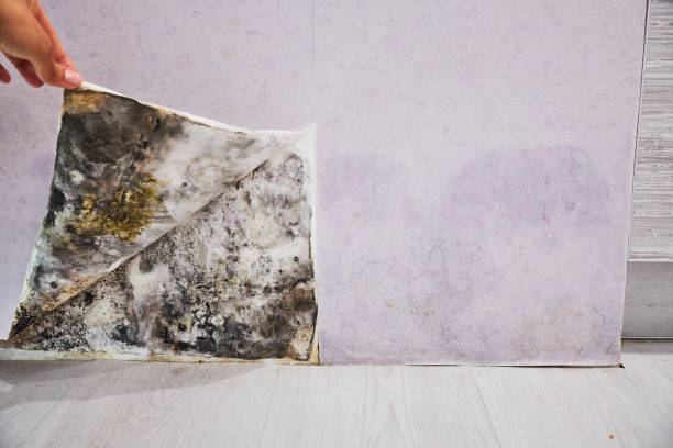 Best Best Mold Removal Companies  in Cross Roads, TX